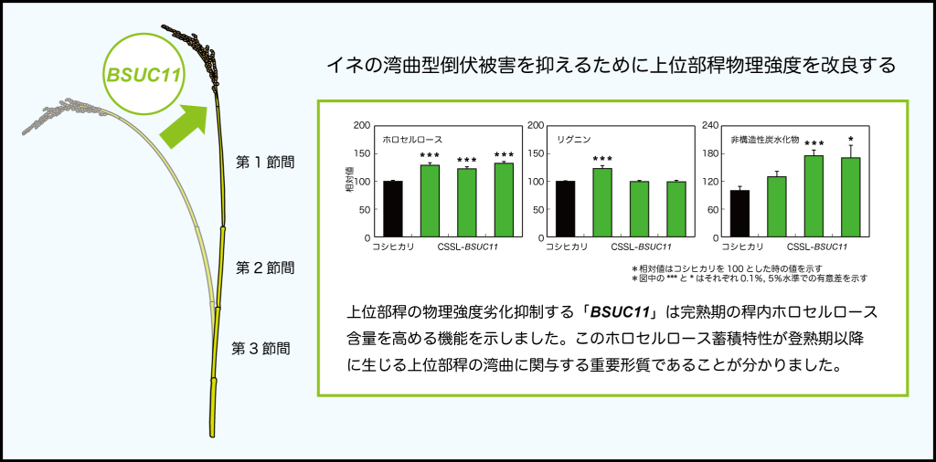 bsuc112図1